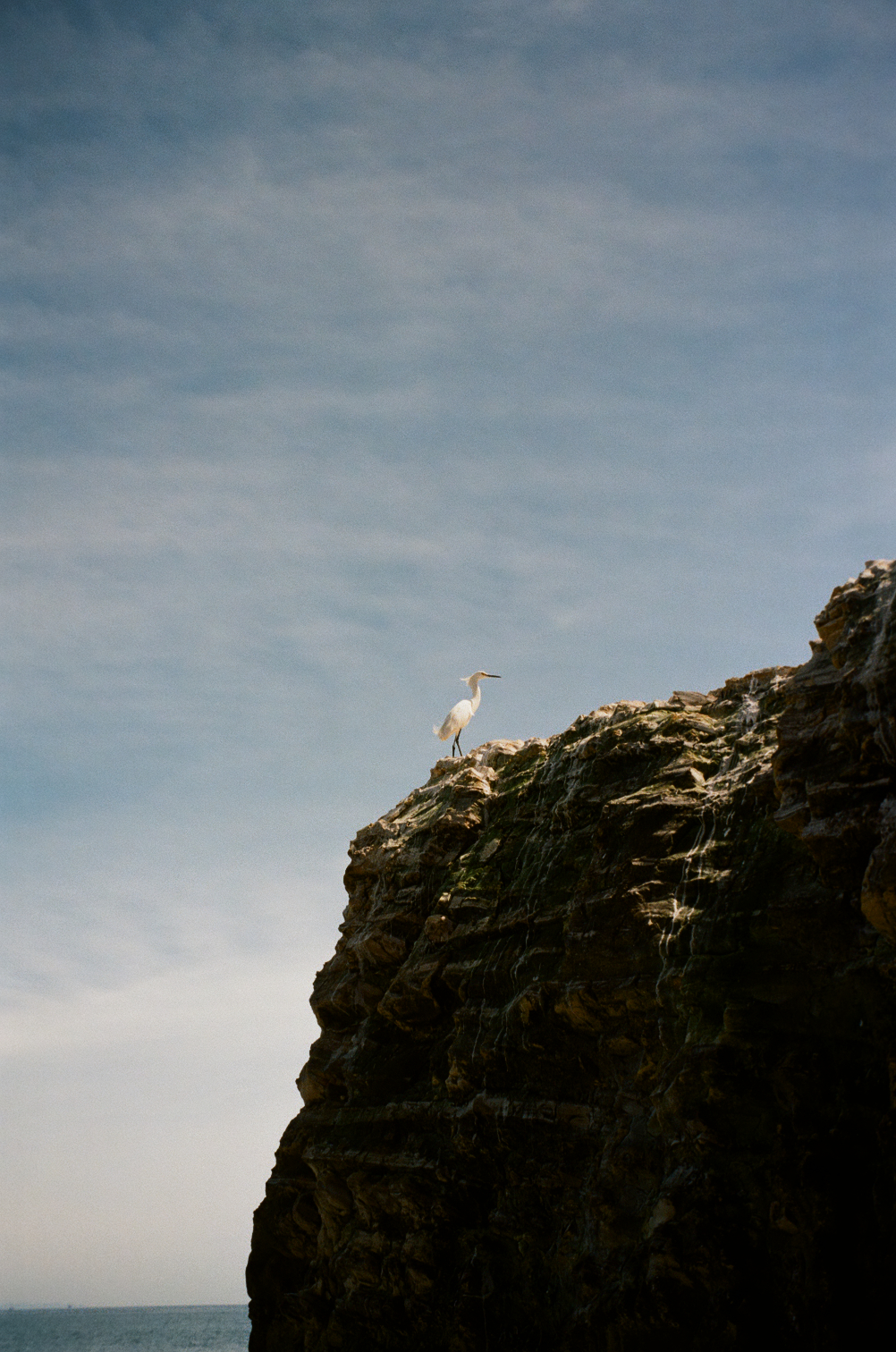 A white bird on a sunlit cliff edge